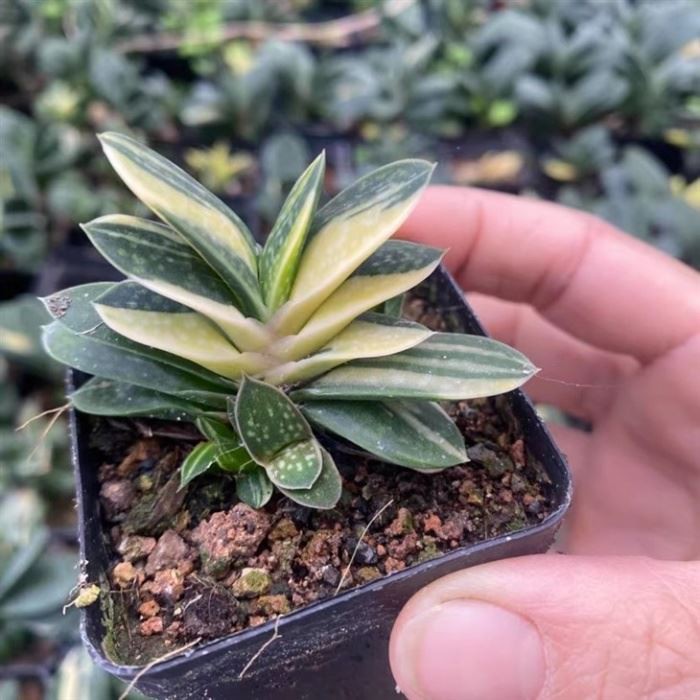 Gasteria Gracilis Var