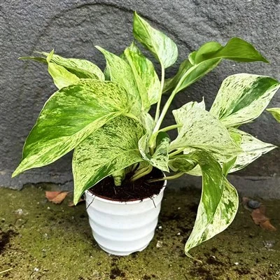 Pothos "מלכת השיש"